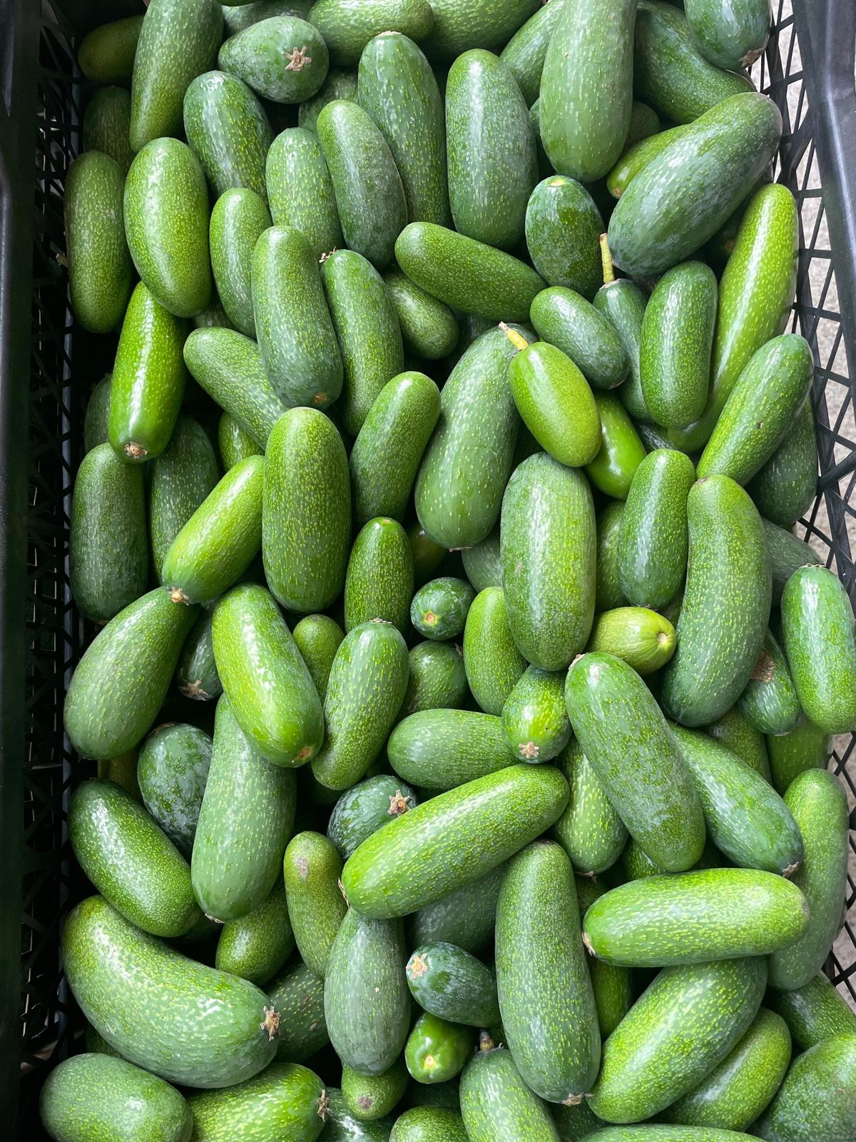 Zahidenin Tropikal Bahçesi 